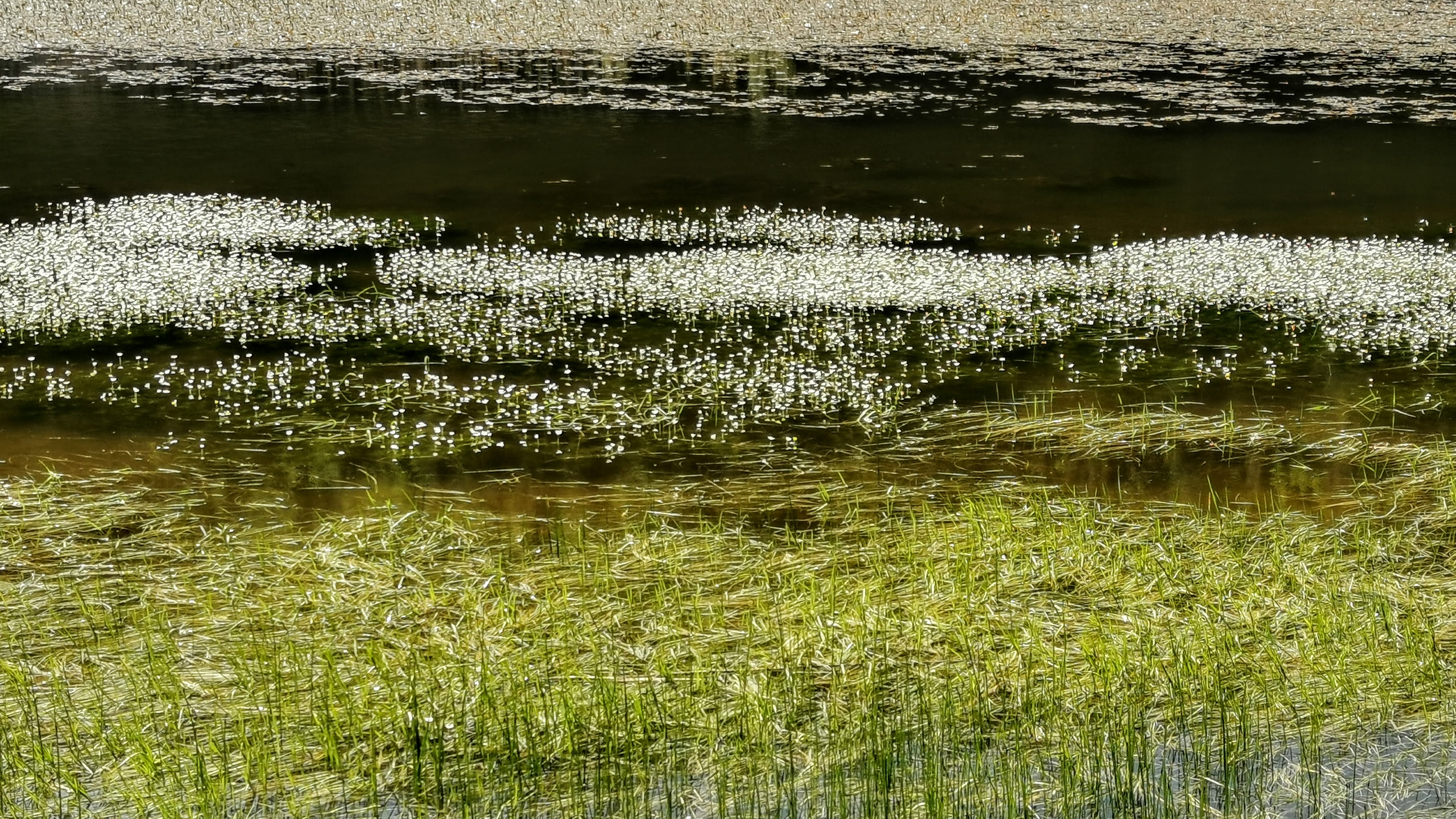 Lago Pratignano appennino modenese fioritura di ranuncoli