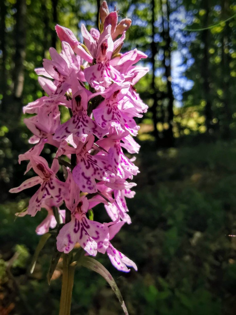 fioritura orchidee spontanee