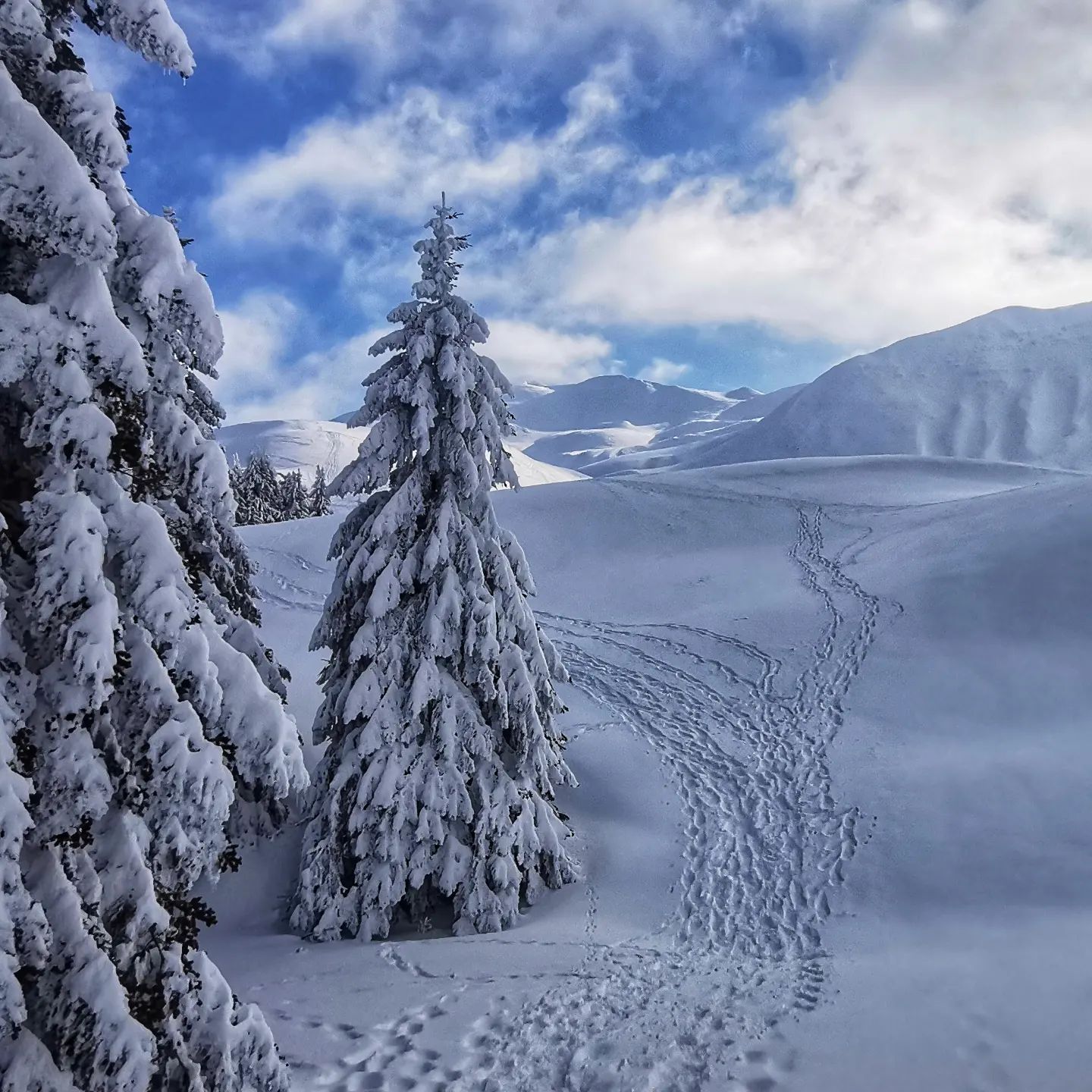 Paesaggio innevato alle sorgenti del Dardagna verso i Monti della Riva. Abeti innevati con orme di ciaspole nella neve.